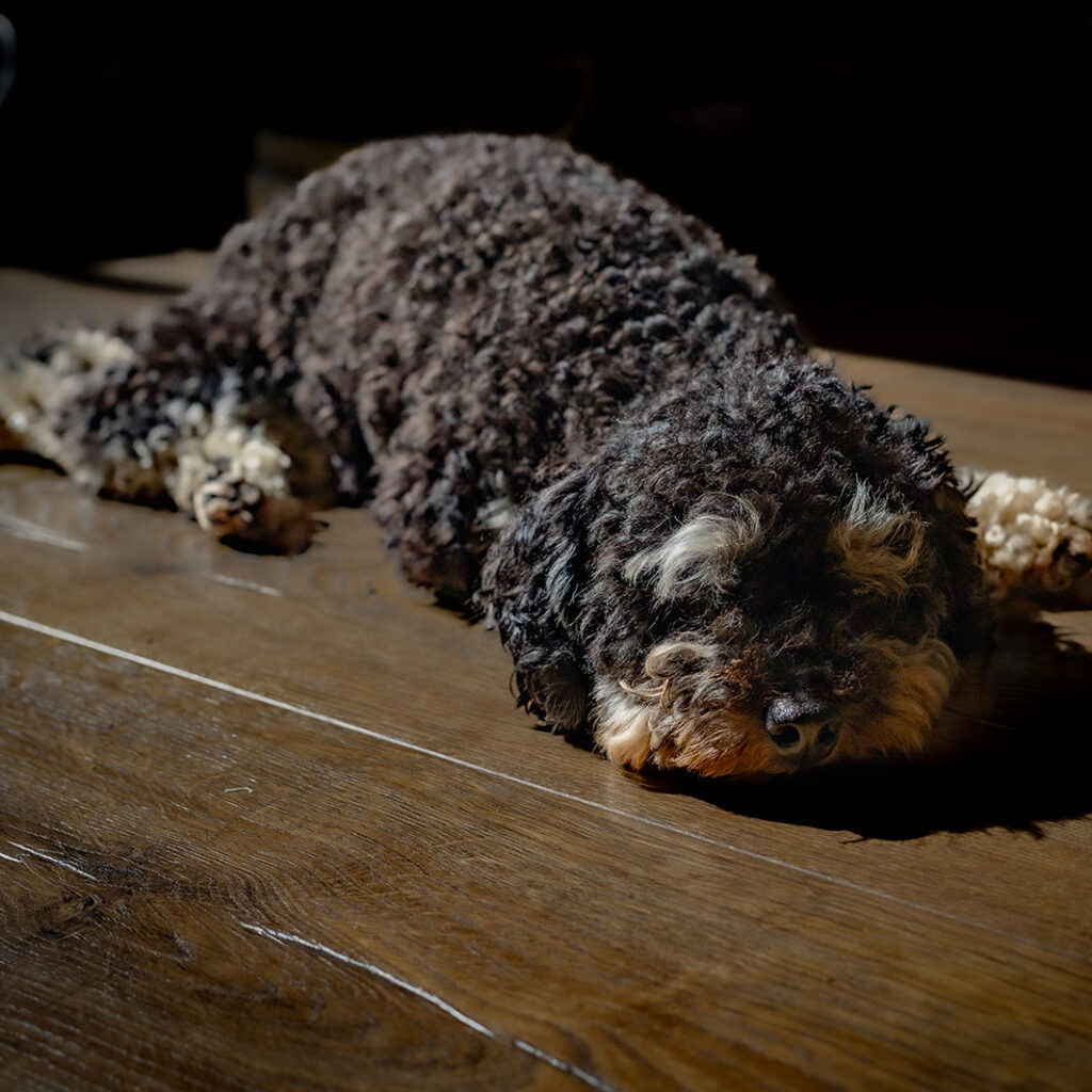 Toy poodle Pip